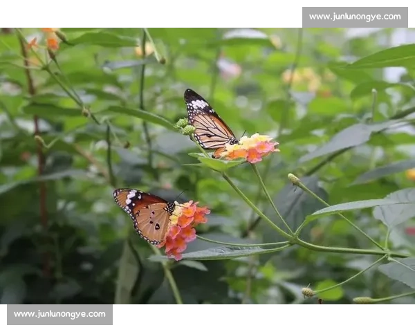 破茧成蝶：在磕碰中淬炼生命的韧性